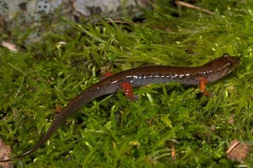 Imitator salamander